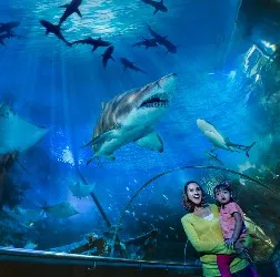 Underwater tunnel at Aquaria KLCC with sharks overhead
